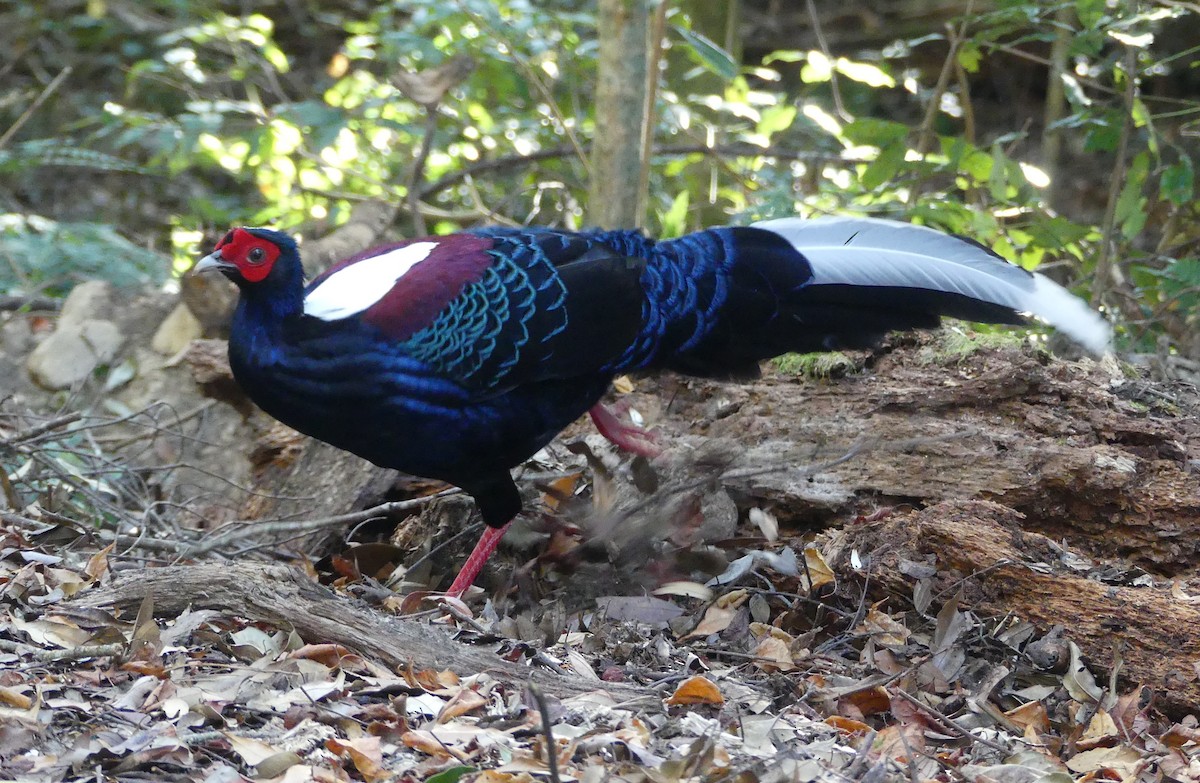 Swinhoe's Pheasant - ML613411383