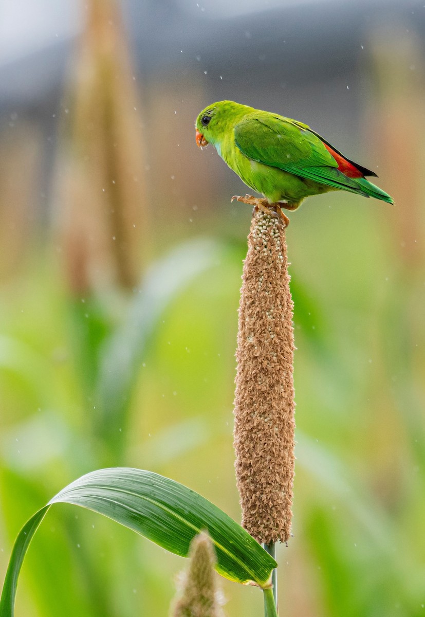 Vernal Hanging-Parrot - Gargi Biswas