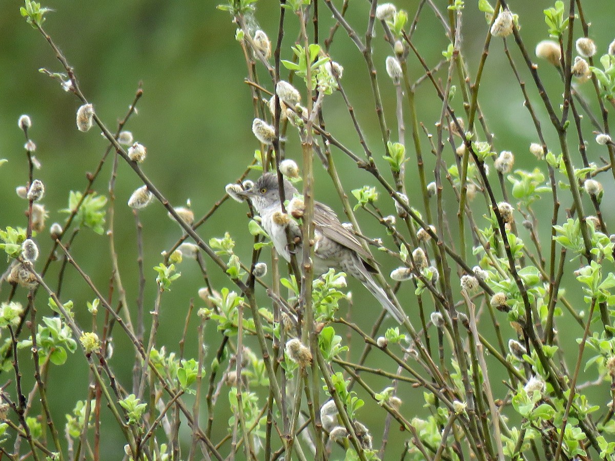 Barred Warbler - Jose Estrada