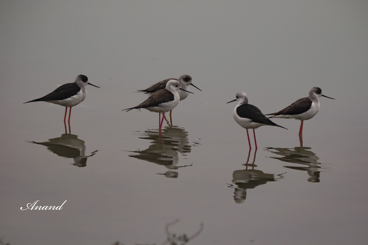 Black-winged Stilt - Anand Singh