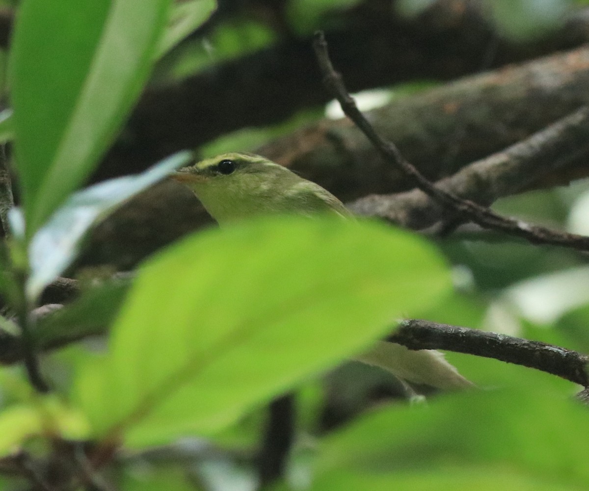 Green Warbler - ML613411601