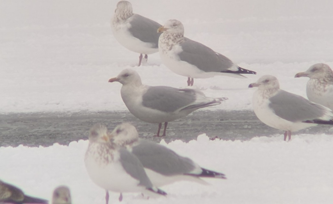 Iceland Gull (kumlieni) - ML613411629