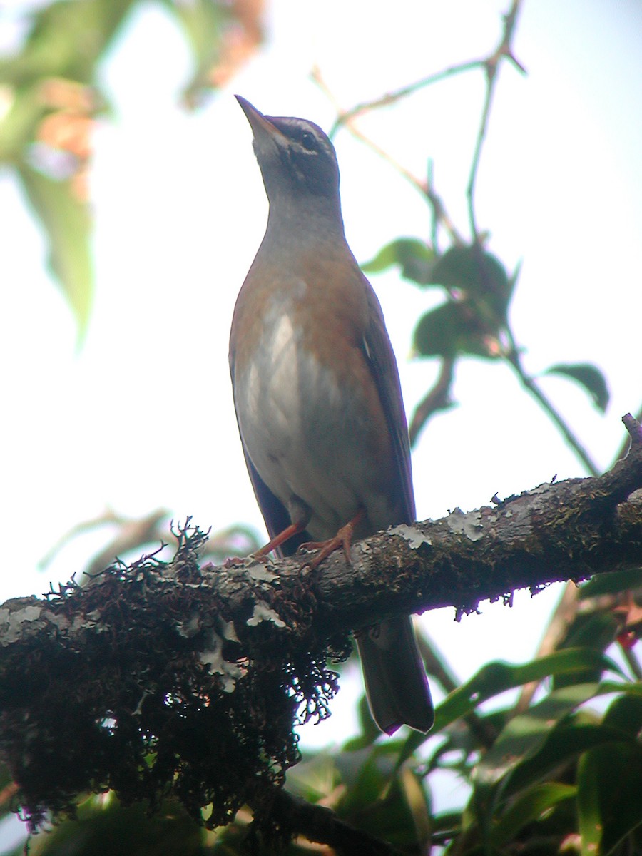 Халиун хөөндэй - ML613411691