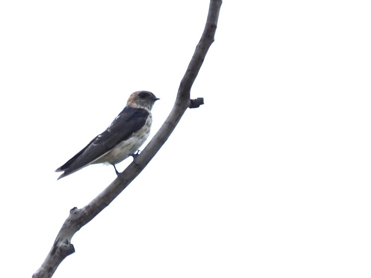 Red-rumped Swallow - ML613411756