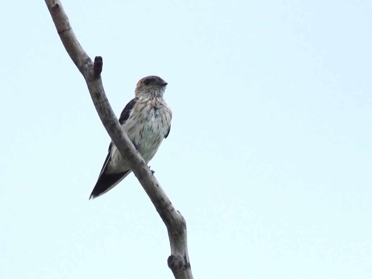 Red-rumped Swallow - ML613411758