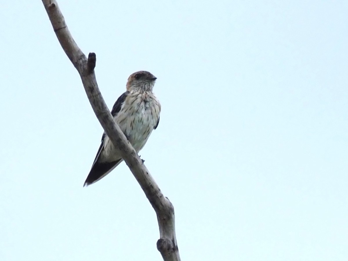 Red-rumped Swallow - Magen Pettit