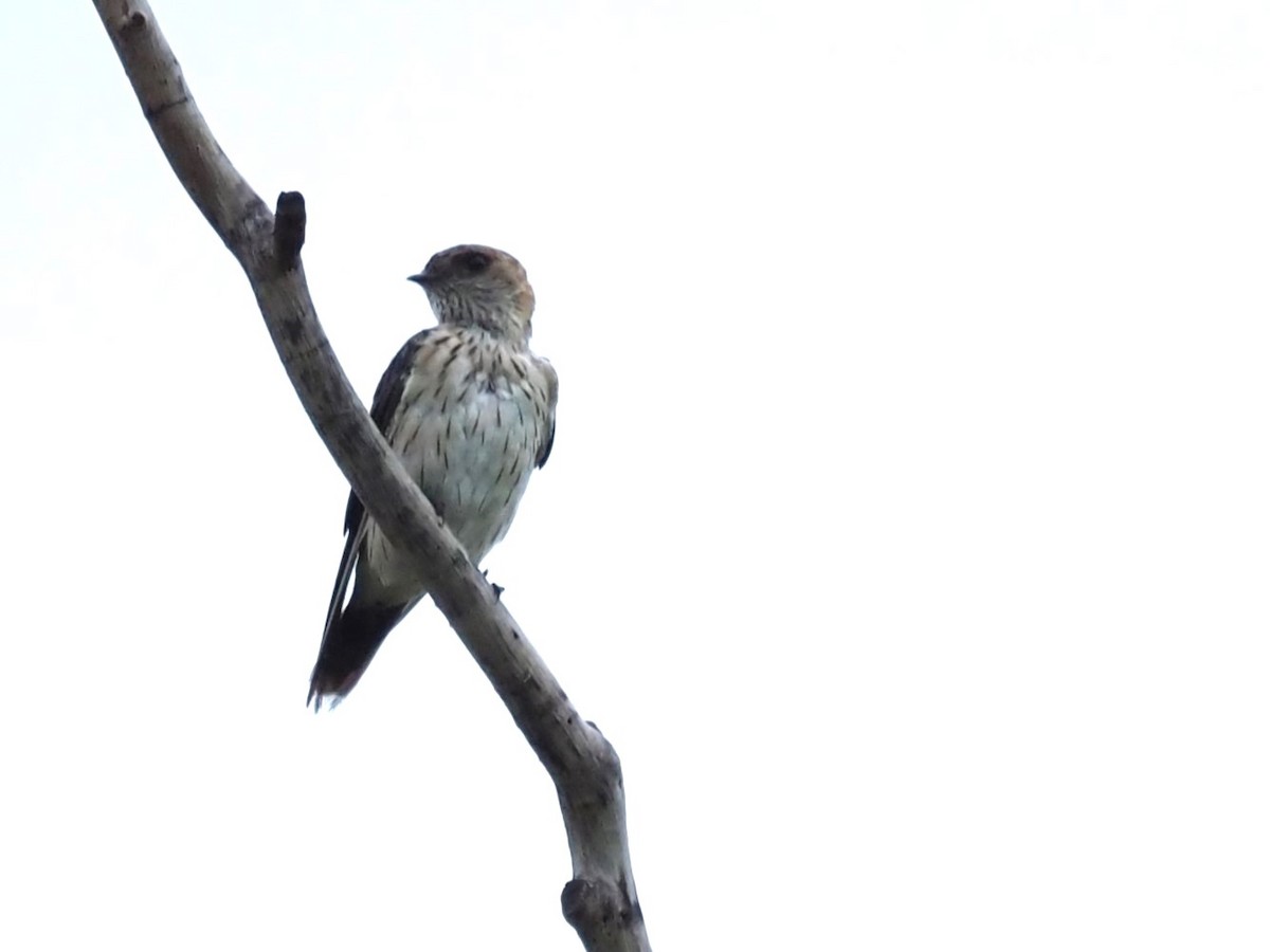 Eastern Red-rumped Swallow (Daurian) - ML613411759