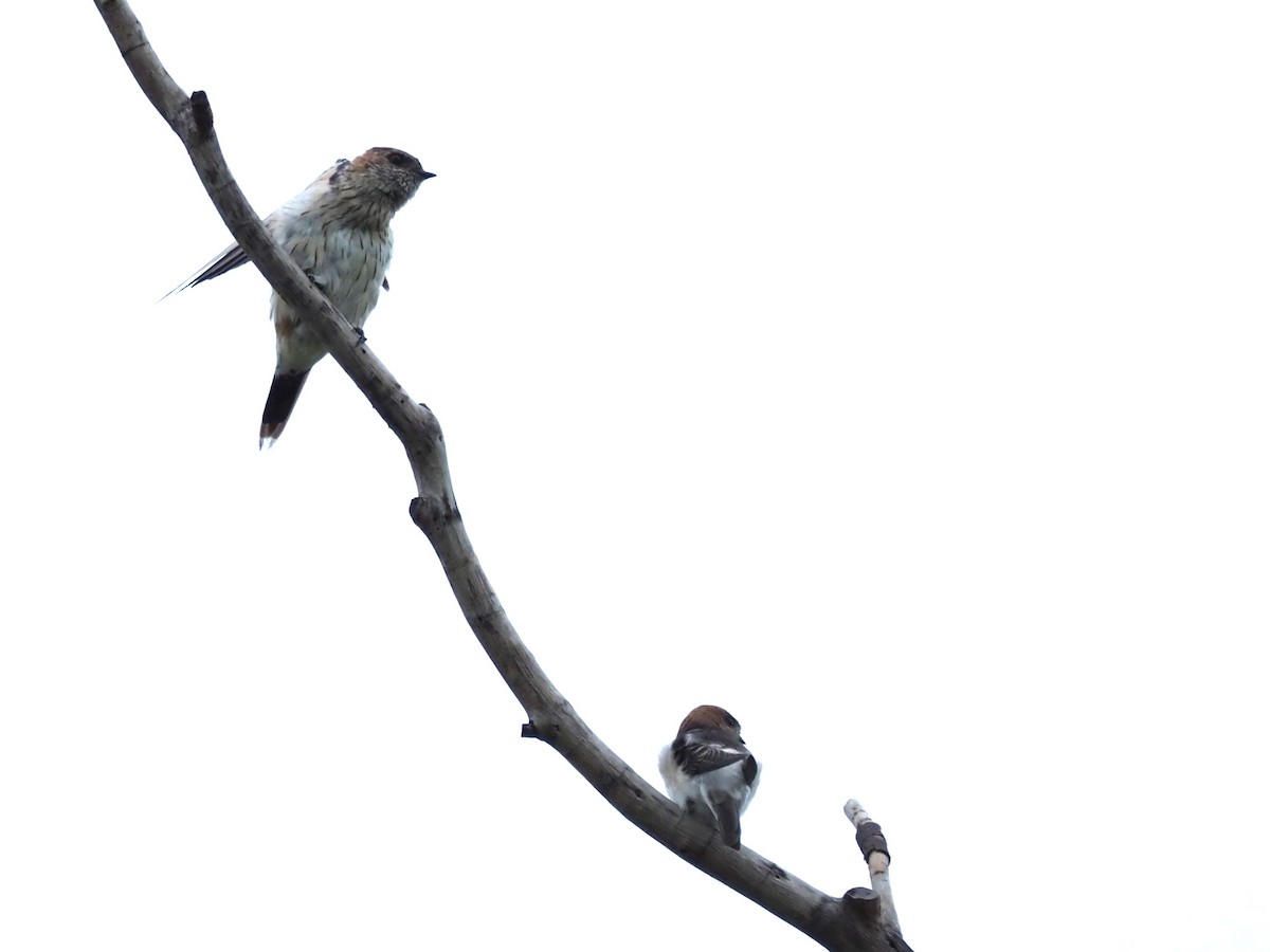Eastern Red-rumped Swallow (Daurian) - ML613411760