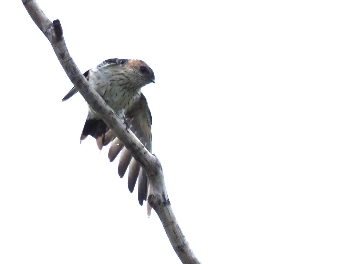 Eastern Red-rumped Swallow (Daurian) - ML613411765