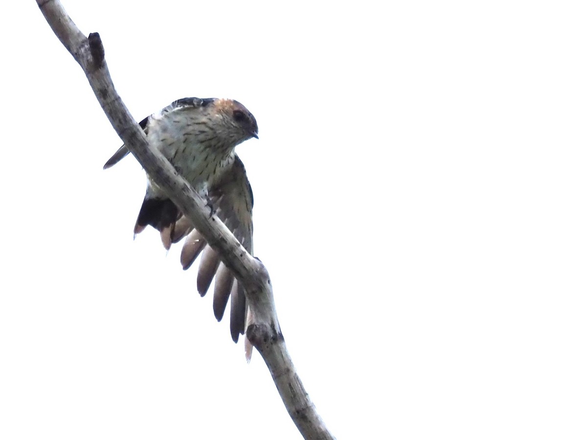 Red-rumped Swallow - ML613411765