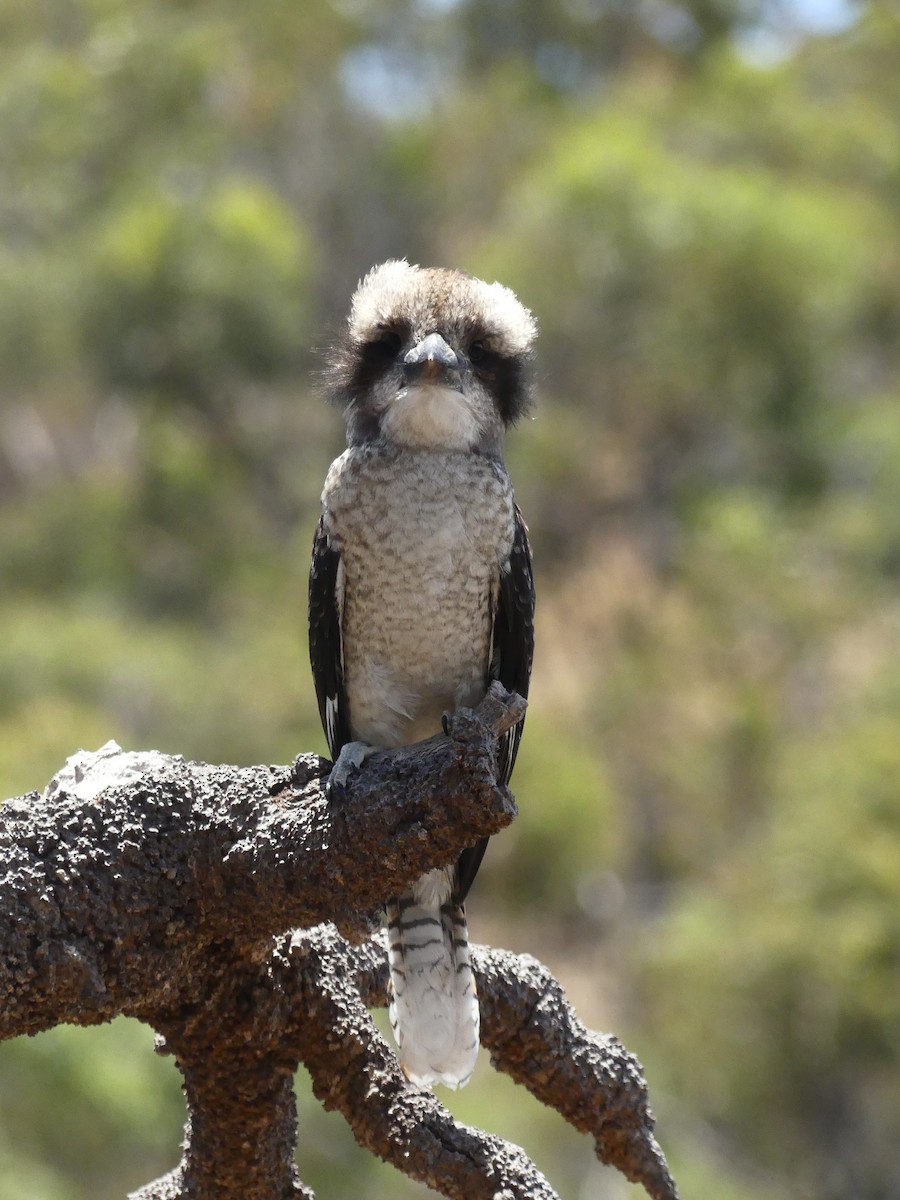 Laughing Kookaburra - ML613411815