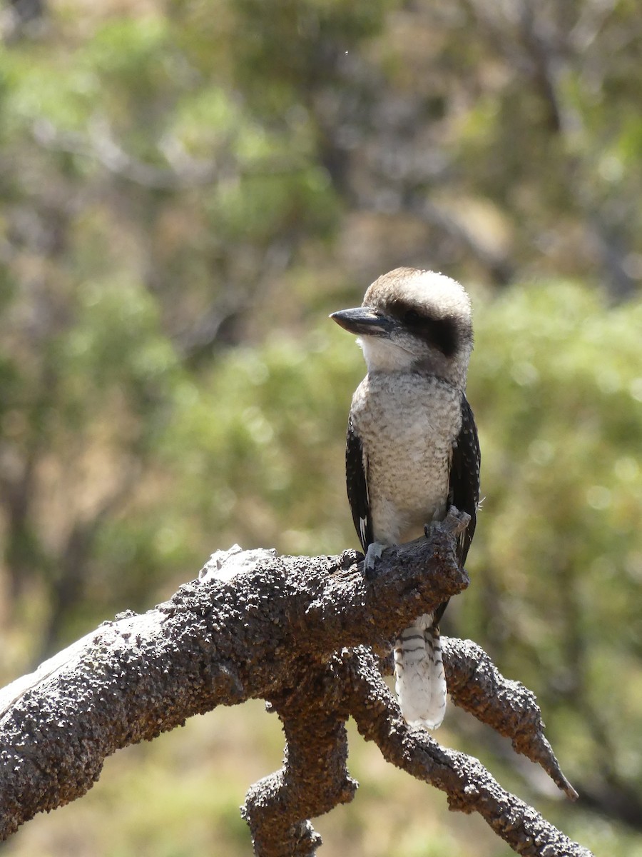 Laughing Kookaburra - Paul Weber