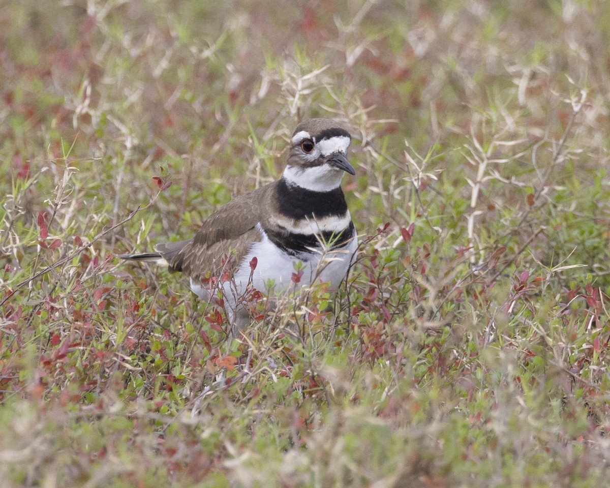 Killdeer - ML613411818