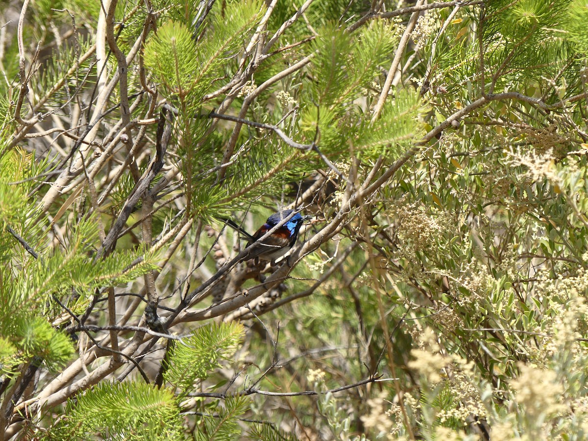 Purple-backed Fairywren - ML613411822