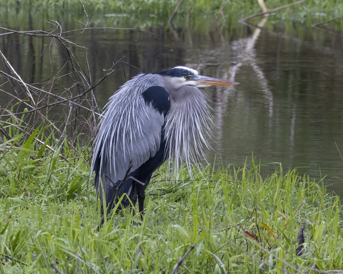 Great Blue Heron - ML613411843