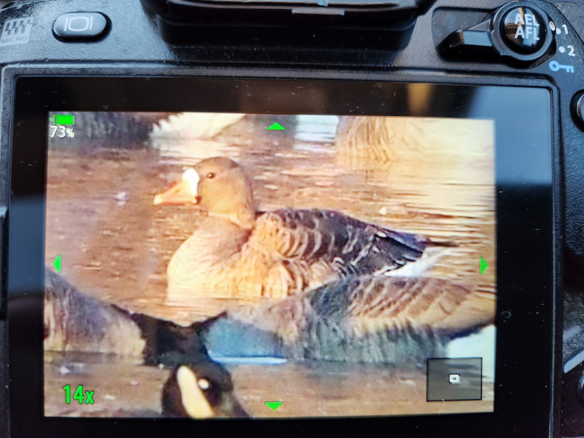 Greater White-fronted Goose - ML613411875