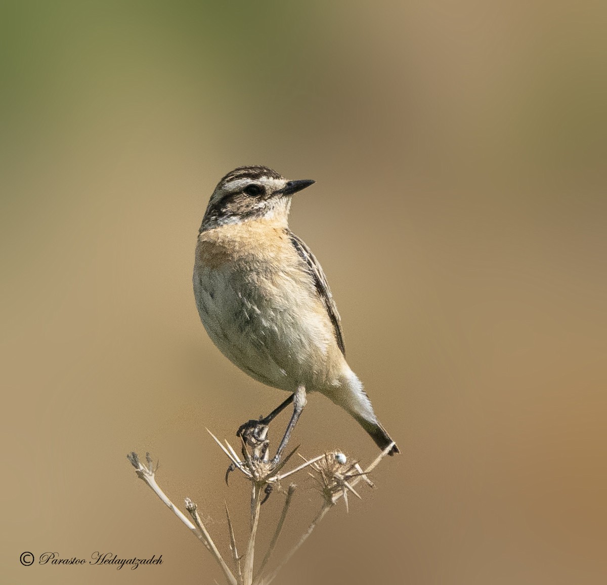 Whinchat - ML613411892