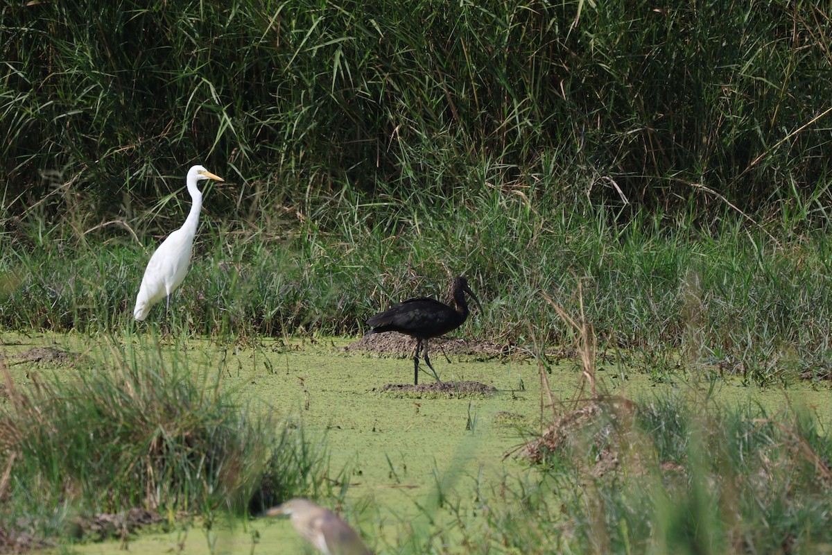 Glossy Ibis - ML613411924