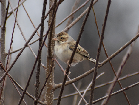 Clay-colored Sparrow - Al Rabbat