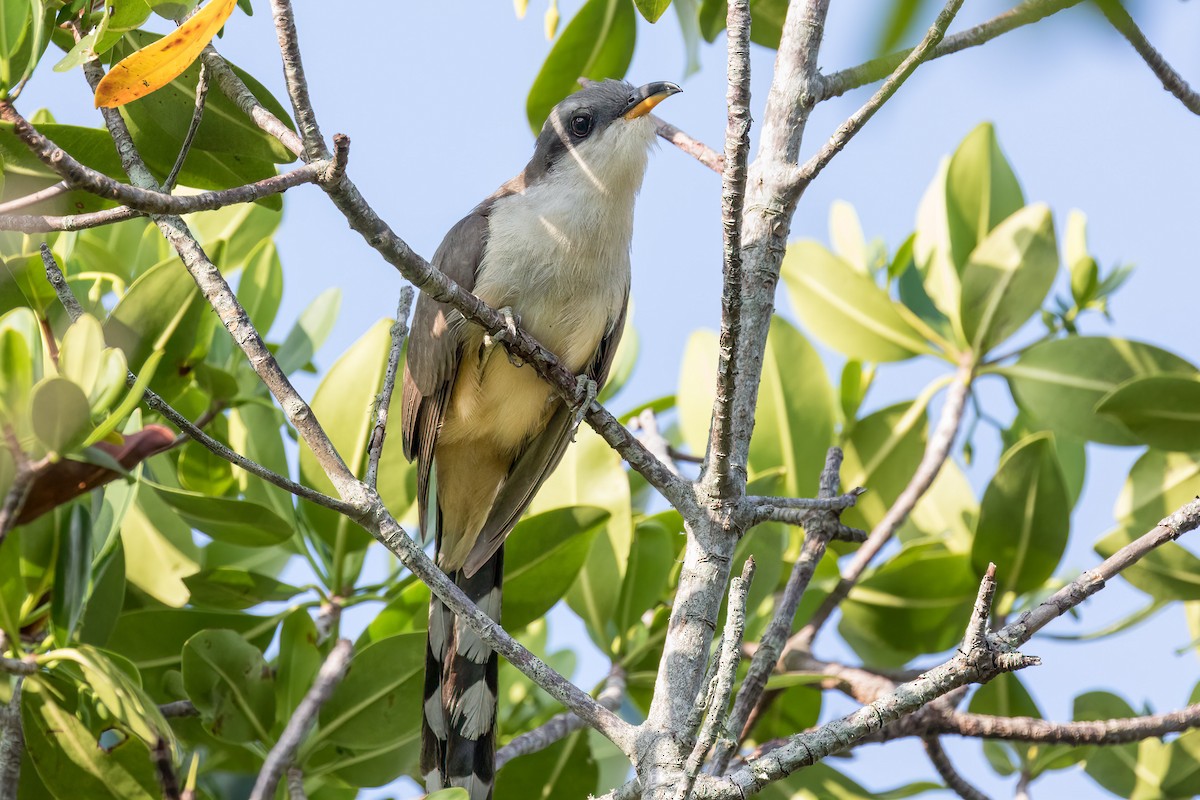 Mangrove Cuckoo - ML613412008