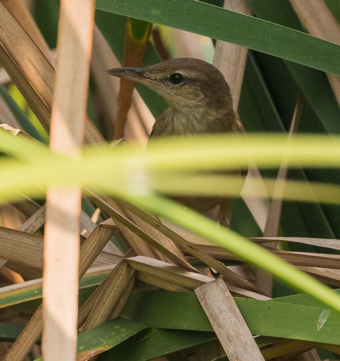 Oriental Reed Warbler - ML613412029