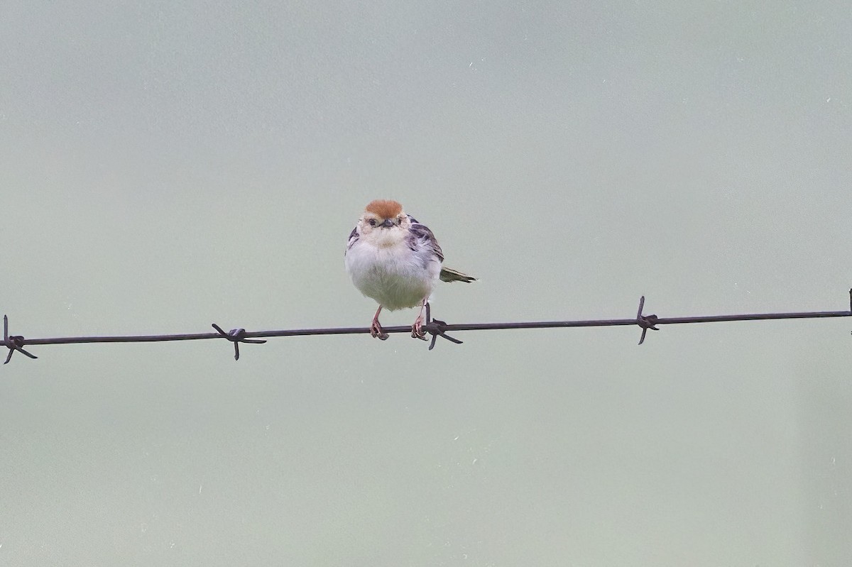 Levaillant's Cisticola - ML613412085