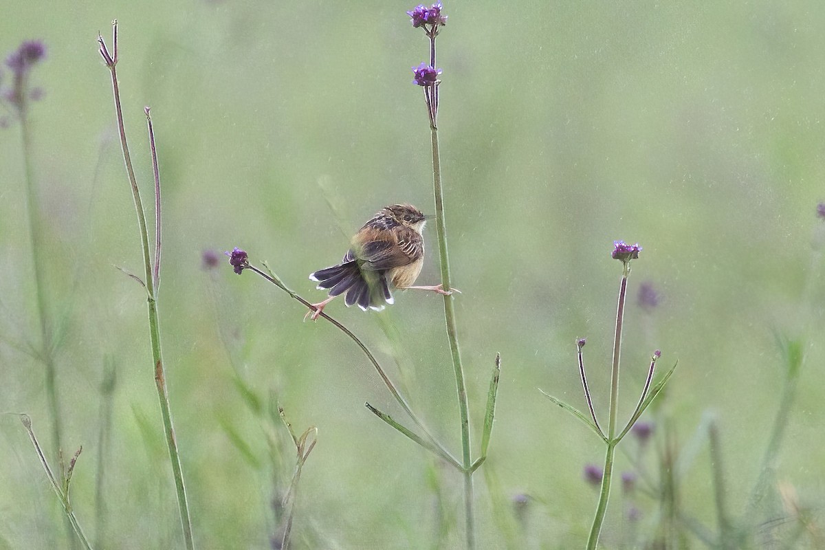 Pale-crowned Cisticola - ML613412093