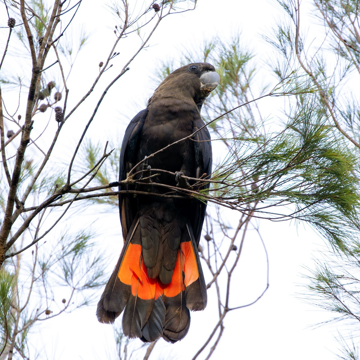 Cacatúa Lustrosa - ML613412100