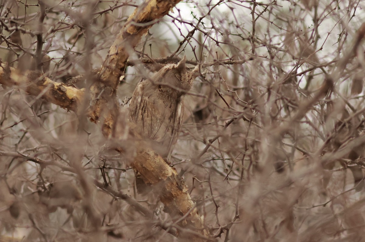 Pallid Scops-Owl - PANKAJ GUPTA