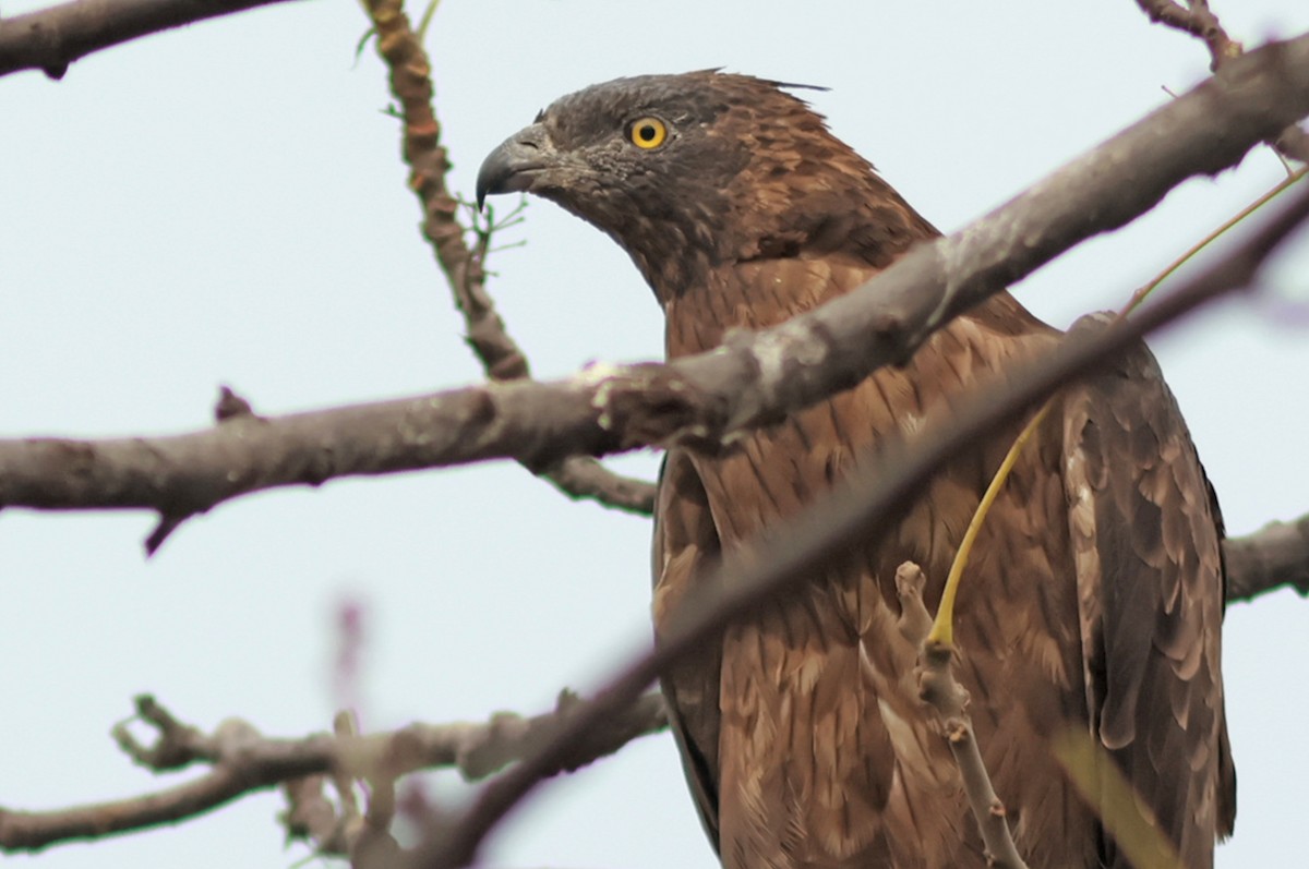 Oriental Honey-buzzard - ML613412119