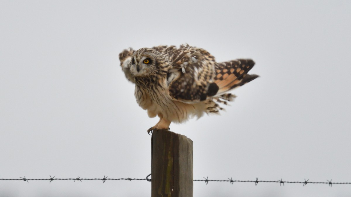 Short-eared Owl - ML613412145