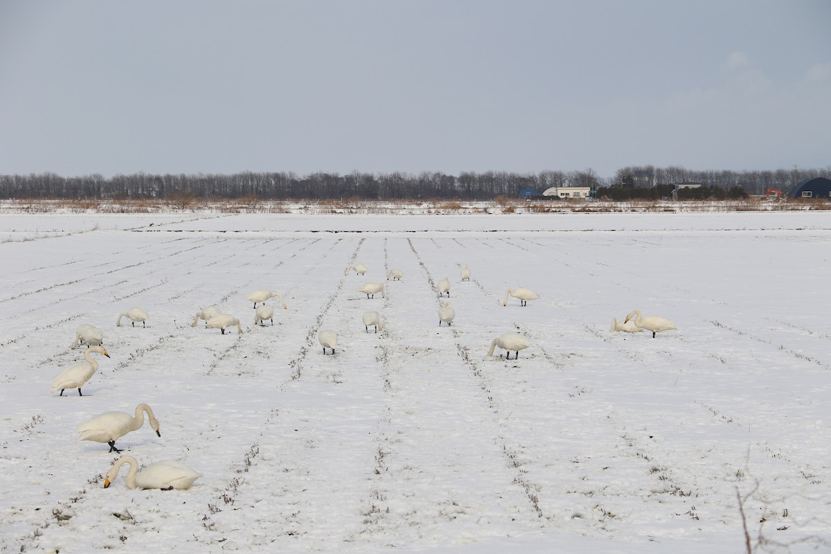 Whooper Swan - ML613412176