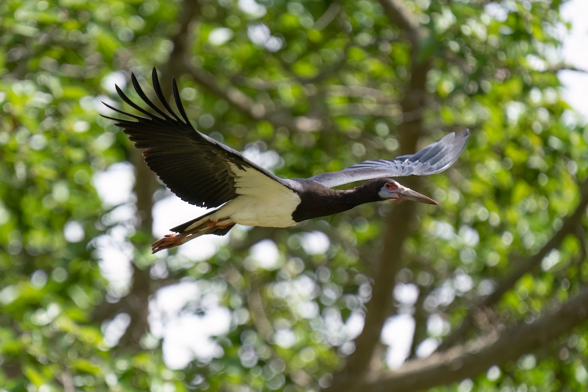 blåmaskestork - ML613412201