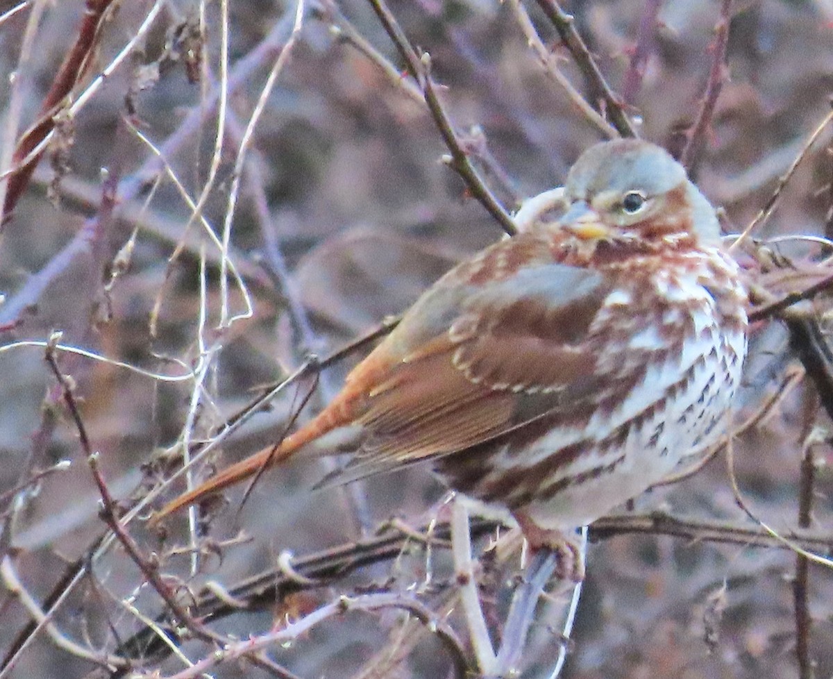 Fox Sparrow (Red) - Michael Bowen