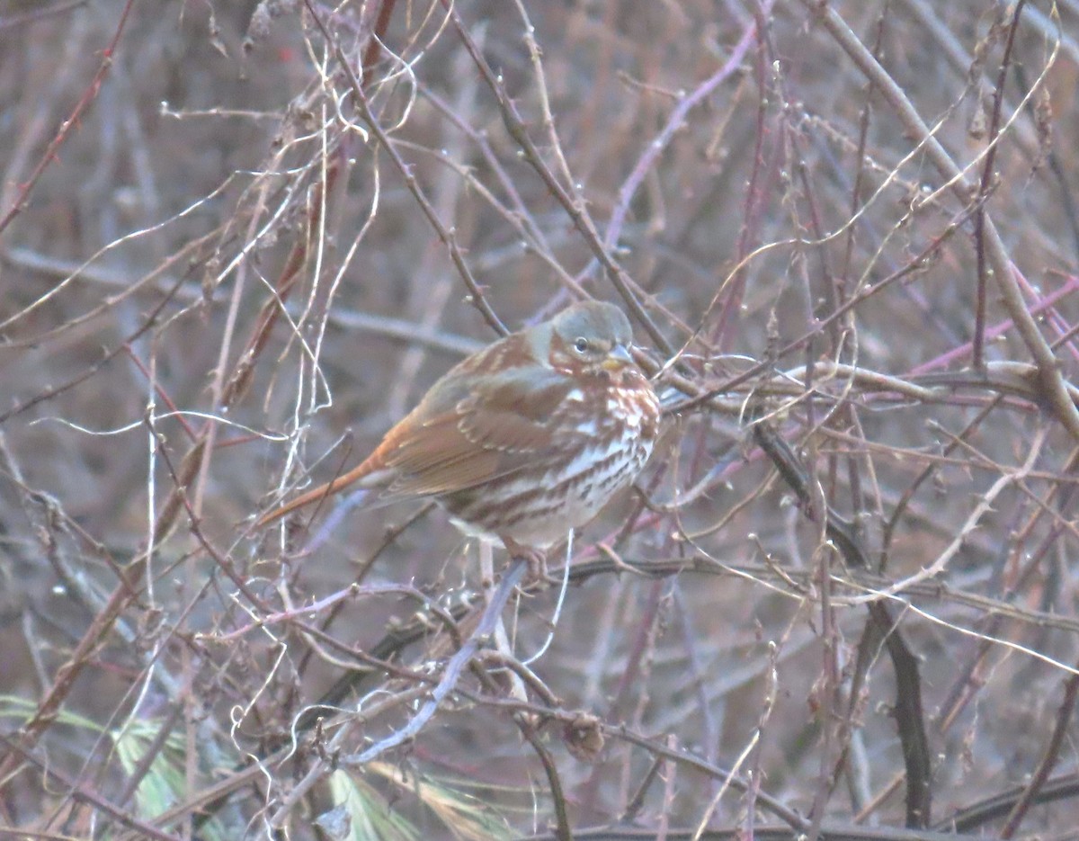 Fox Sparrow (Red) - Michael Bowen