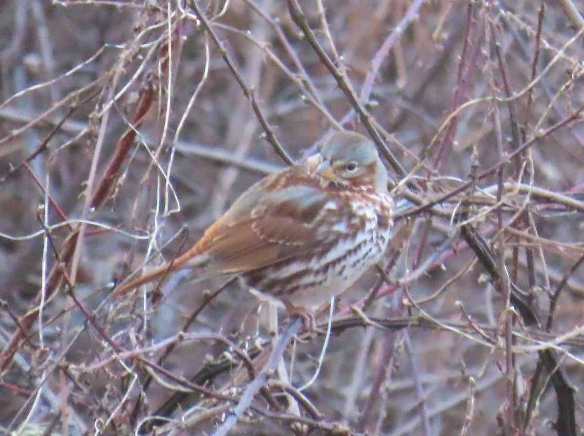 Fox Sparrow (Red) - Michael Bowen