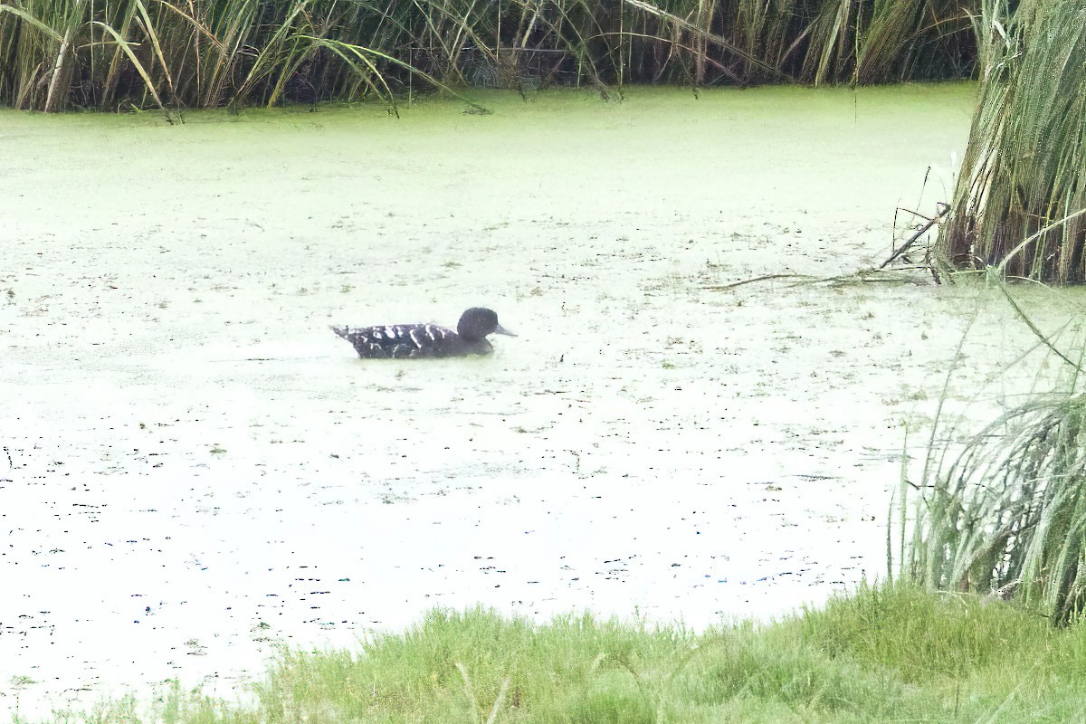 African Black Duck - ML613412226