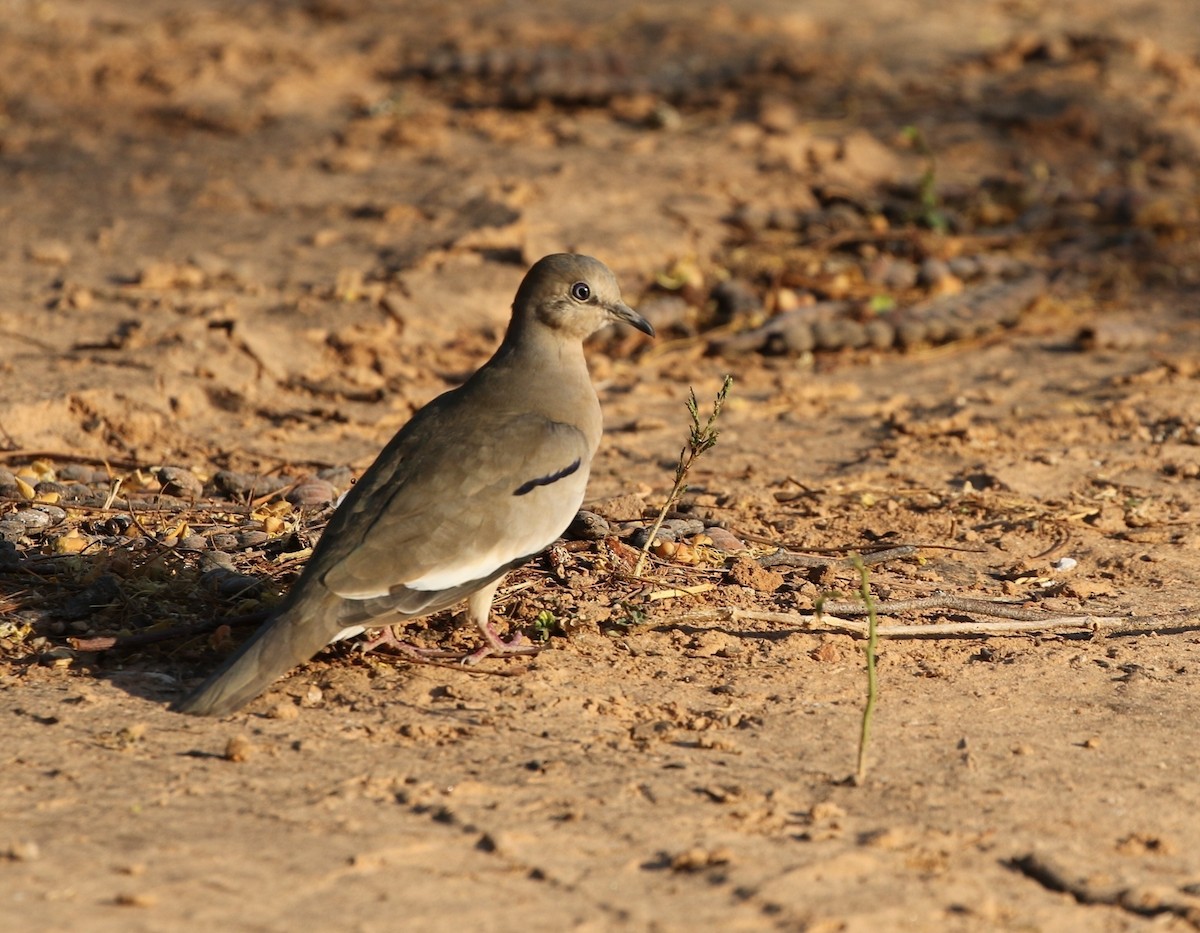 Picui Ground Dove - ML613412300