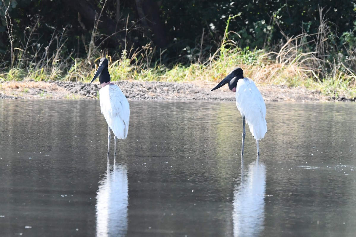 Jabiru d'Amérique - ML613412305