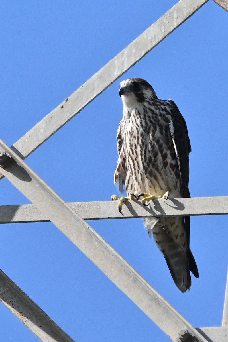 Peregrine Falcon - Jessy Lopez Herra