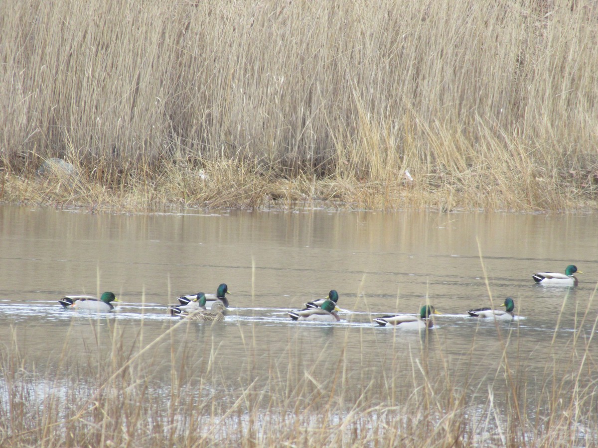 Canard colvert - ML613412400