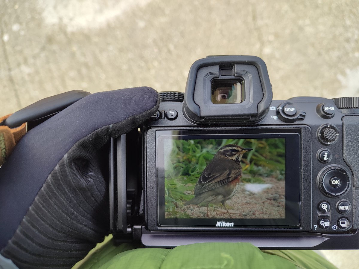 Redwing - ML613412412