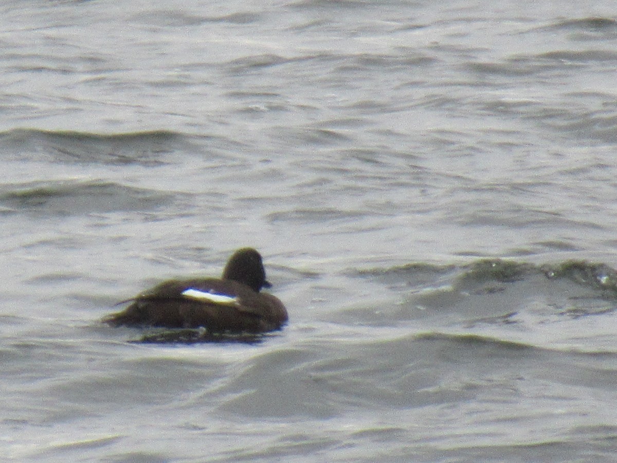 White-winged Scoter - ML613412415