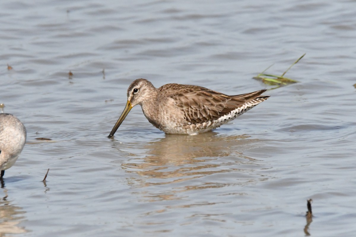 Long-billed Dowitcher - Jessy Lopez Herra