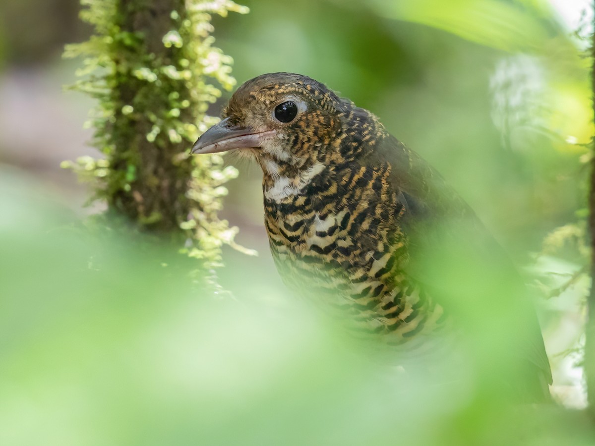Great Antpitta - Grallaria excelsa - Birds of the World