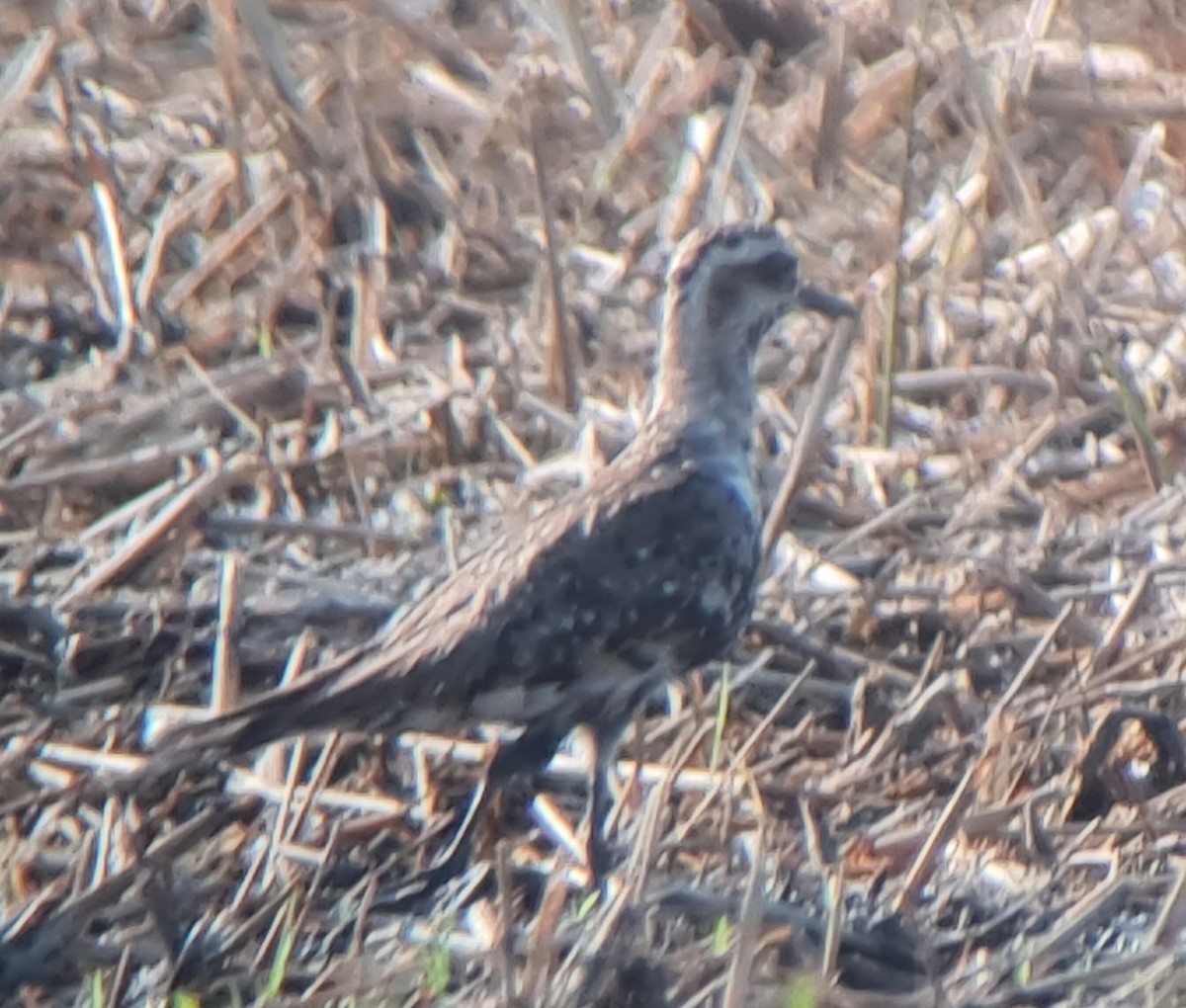 American Golden-Plover - ML613412614