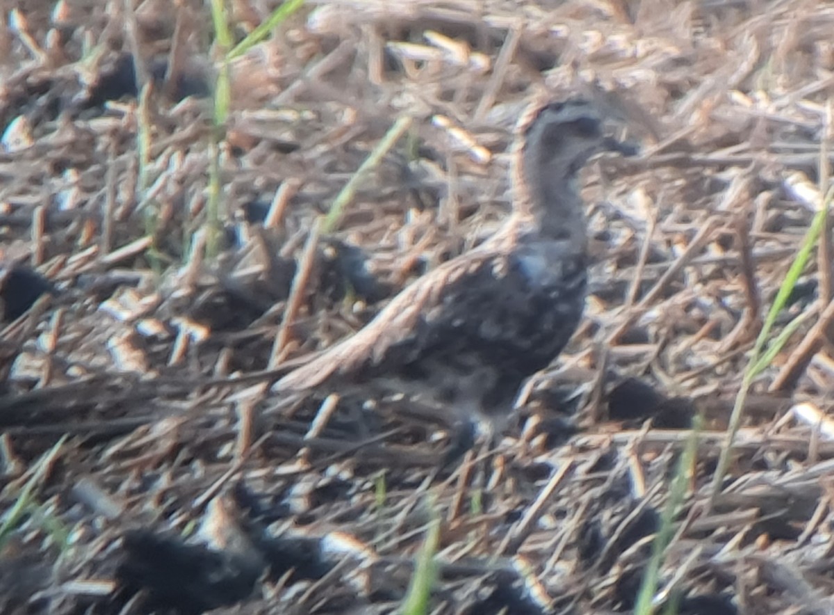 American Golden-Plover - ML613412615