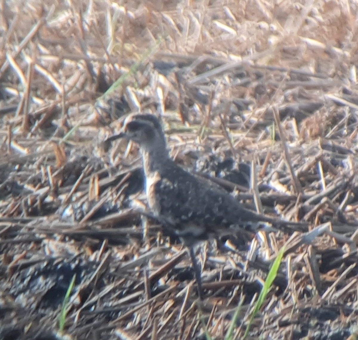 American Golden-Plover - ML613412616