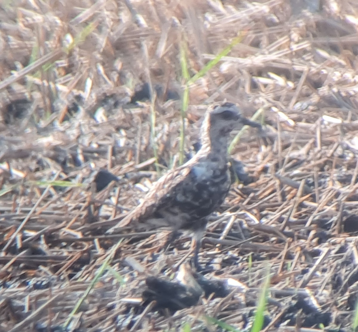 American Golden-Plover - ML613412617