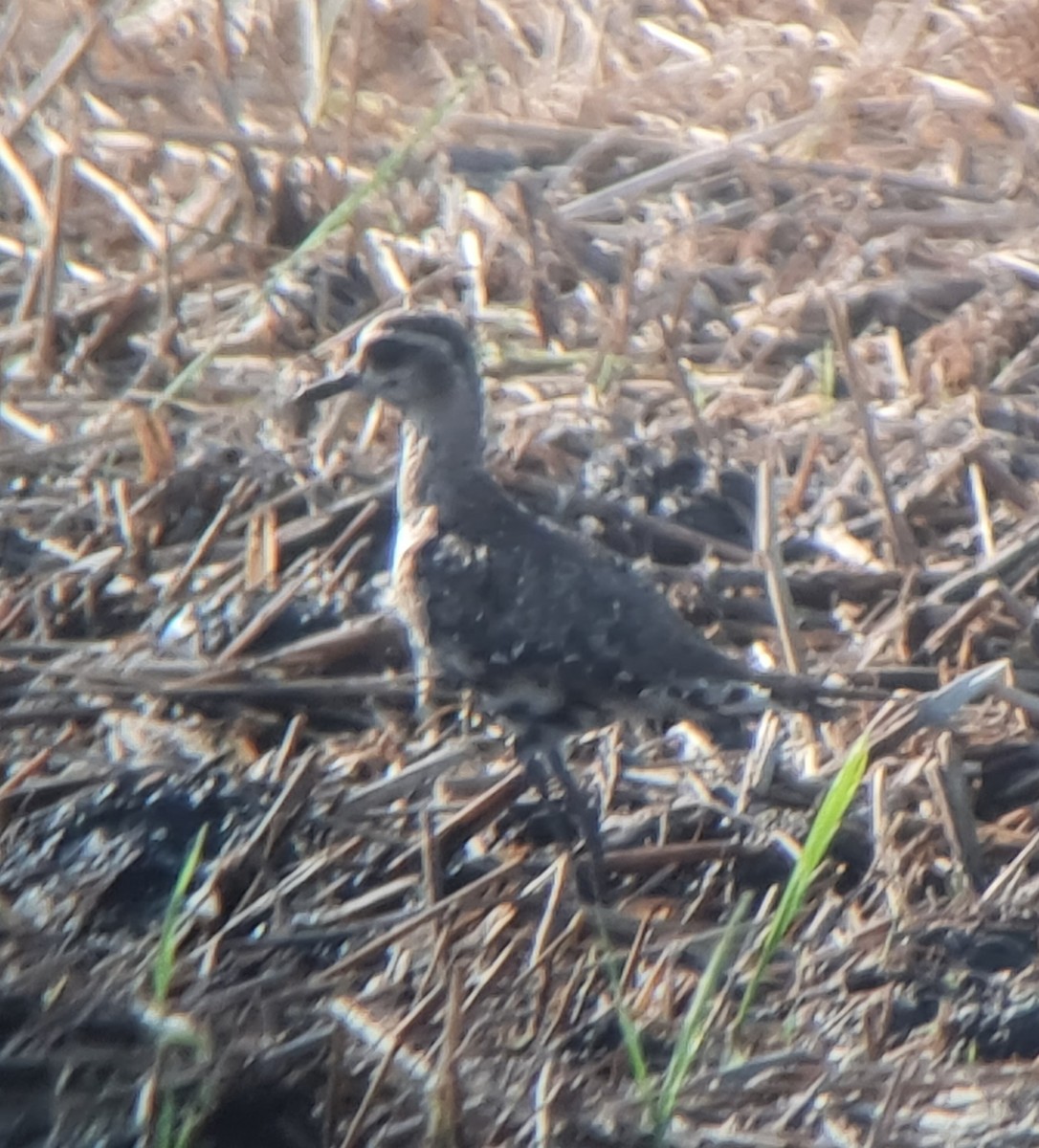 American Golden-Plover - ML613412618